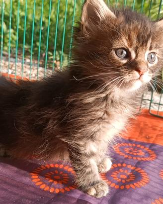 Cucciola Maine Coon con pedigree genealogia russa