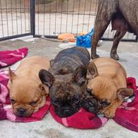 Bulldog francese