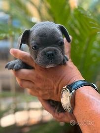 bulldog francese maschio blu