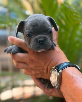 bulldog francese maschio blu