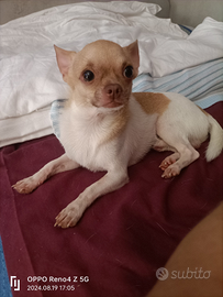 Chihuahua per monta