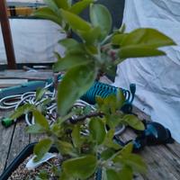 pre bonsai di melo