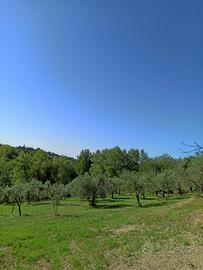 Terreno agricolo con uliveto in Sabina (RI)