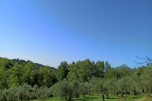 Terreno agricolo con uliveto in Sabina (RI)
