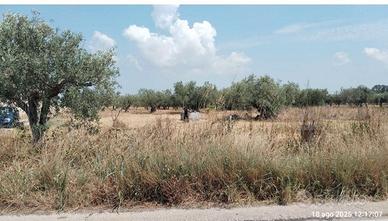 Tribunale di Marsala - RG 66/2025 Terreno in asta