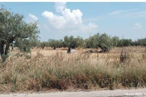 Tribunale di Marsala - RG 66/2025 Terreno in asta