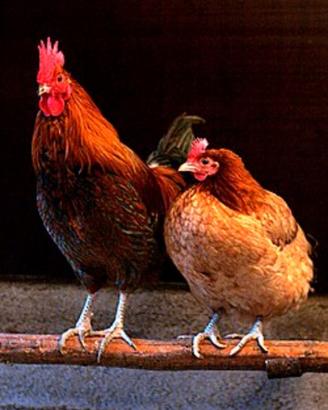 4 galline e un gallo