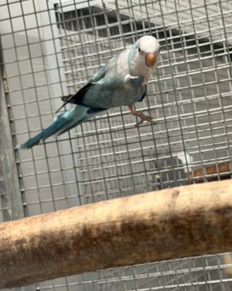 Parrocchetto monaco