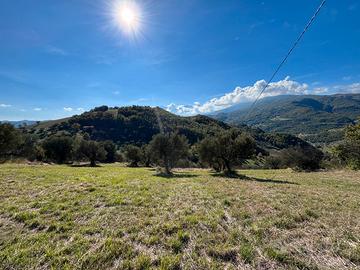 Terreno agricolo con ulivi secolari