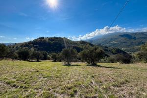 Terreno agricolo con ulivi secolari