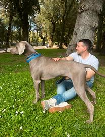 Bracco di weimaraner per monta