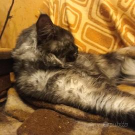 Maine Coon Black Smoke Rehoming
