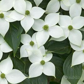 CORNUS KOUSA BIANCHI