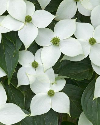 CORNUS KOUSA BIANCHI
