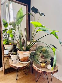 Piante
