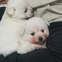 Disponibili cuccioli