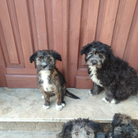 Maltipoo
