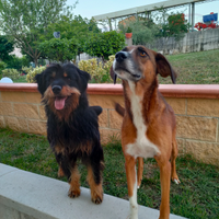 Dog sitter (Francesco, 24 anni)