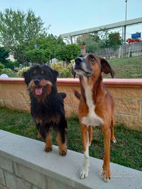 Dog sitter (Francesco, 24 anni)