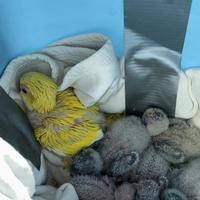 Parrochetti monaci