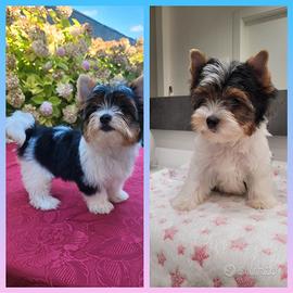 yorkshire biewer terrier 