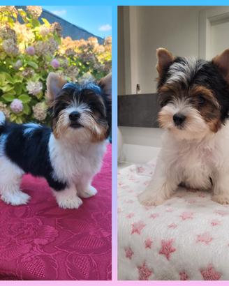 yorkshire biewer terrier 