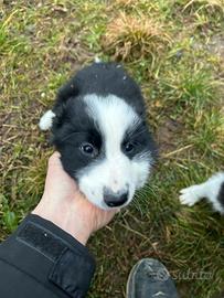Border collie nato 04/12