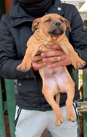 Cuccioli di american pitbull terrier