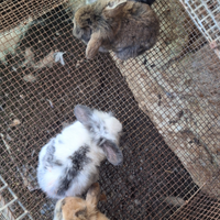 Coniglietti nani ariete