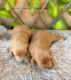 Cocker Spaniel linea inglese