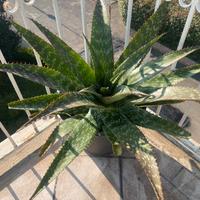 Aloe Maculata o (Saponaria)