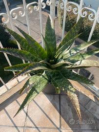 Aloe Maculata o (Saponaria)