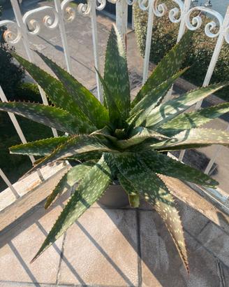 Aloe Maculata o (Saponaria)