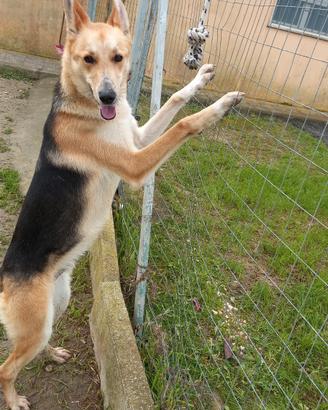 Milo in canile