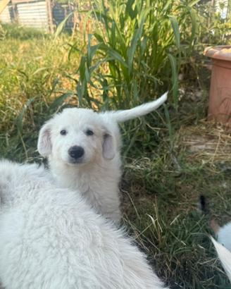 Cuccioli di Maremanni
