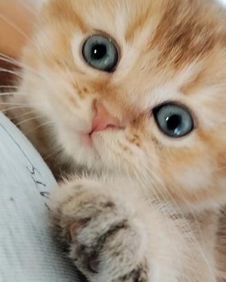 Cuccioli Scottish Fold e Scottish Straight Golden
