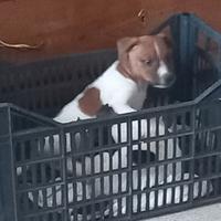 Cuccioli Jack Russel
