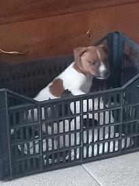 Cuccioli Jack Russel