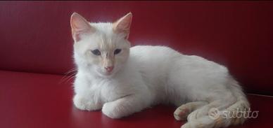 Gatto bianco giovane