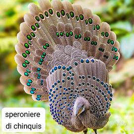 Coppia di Speroniere di chinquis