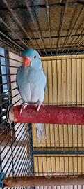 parrocchetto dal collare cleartail Blu 