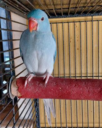 parrocchetto dal collare cleartail Blu 