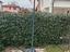 Immagine 2