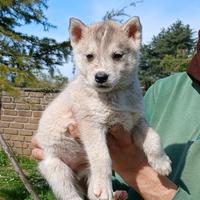 Cuccioli husky
