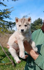 Cuccioli husky