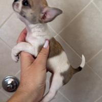 Chihuahua