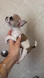 Chihuahua