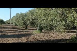 Uliveto Serdiana