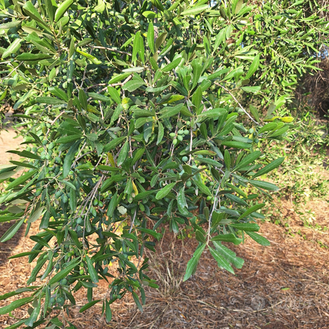 Terreno contrada chiepo casanova