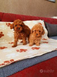 Cuccioli barboncini mini toy maschi e femmine